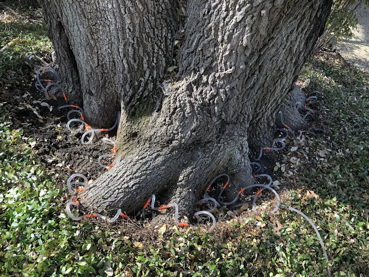 Detailed Tree Cabling and Bracing job site in Wyoming
